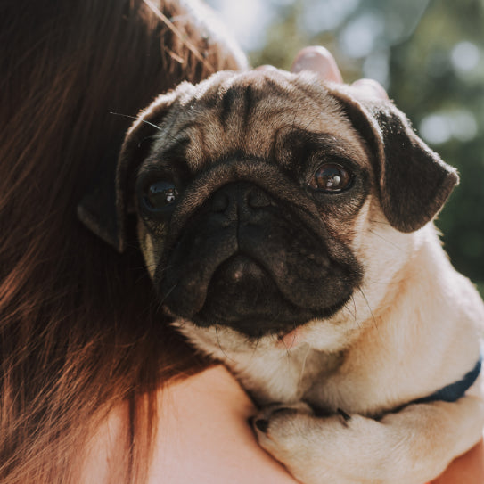 10 Must-Have Shirts for Pug Moms: Stylish, Fun, and Pug-tastic!