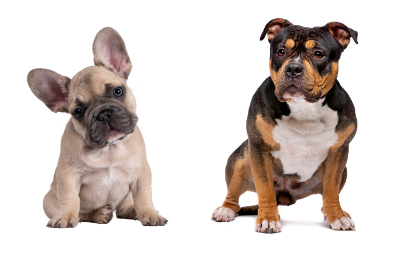 American Bully vs. French Bulldog: Which Breed Is Right for You?