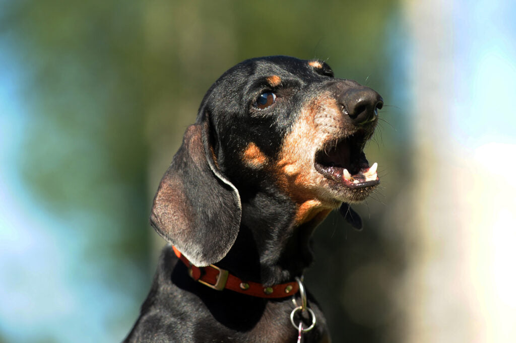 Understanding and Managing Aggression in Dachshunds