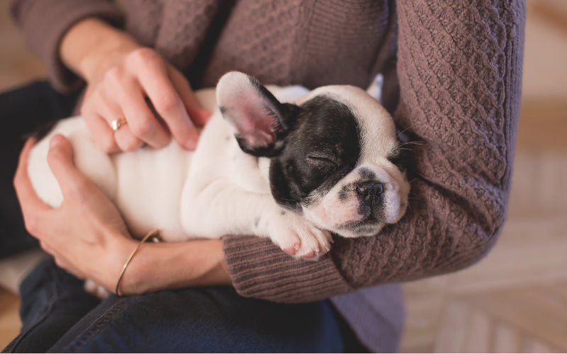 Pet Allergies: Are French Bulldogs Hypoallergenic?