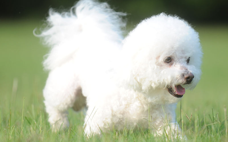 Are Bichon Frises Always White?