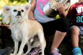 Are Chihuahuas Good for Kids? A Guide to Creating a Safe and Loving Environment