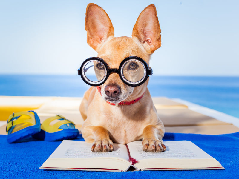 Are Chihuahuas Smart Dogs? Understanding Their Intelligence