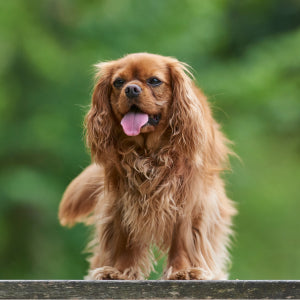 The Best Small Dogs for First-Time Owners