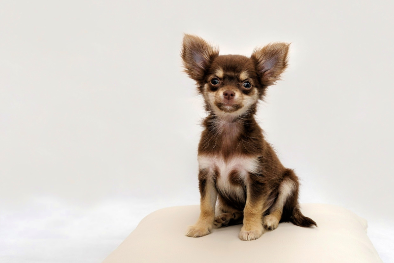 Chihuahua potty training