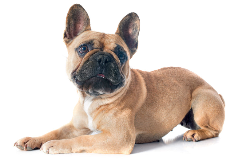 The Origins of the French Bulldog