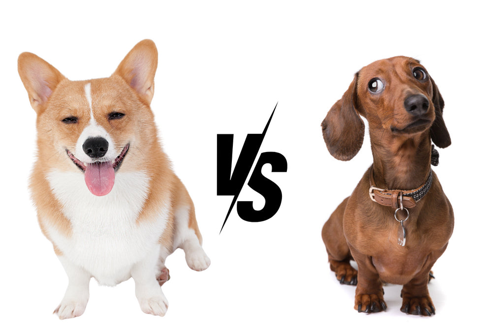 Dachshund vs Corgi: Which Breed is Right for You?