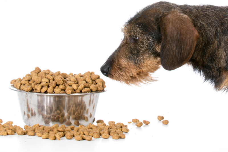 The Ultimate Guide to Feeding Your Senior Dachshund