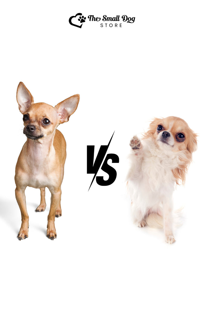 Deer Head vs Apple Head Chihuahua: The Fascinating Tale of Two Adorable Types