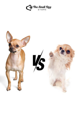 Deer Head vs Apple Head Chihuahua: The Fascinating Tale of Two Adorable Types