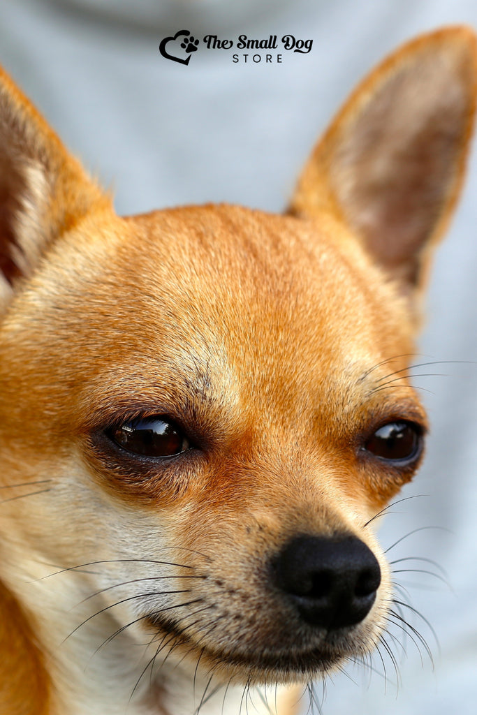 How to Help Your Chihuahua with Separation Anxiety
