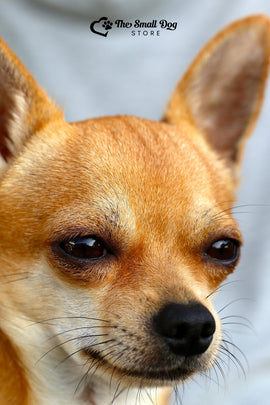 How to Help Your Chihuahua with Separation Anxiety