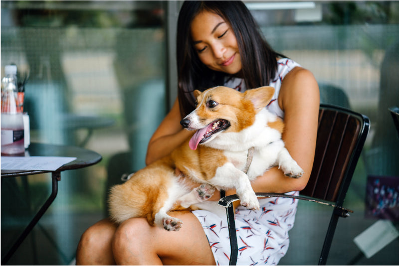 Delightful Gifts for Corgi Lovers