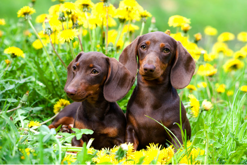 Discover the Charm of Dachshunds: Why They're So Special