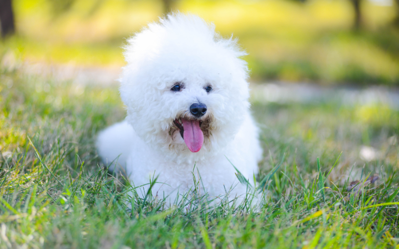 Does the Bichon Frise shed a lot?
