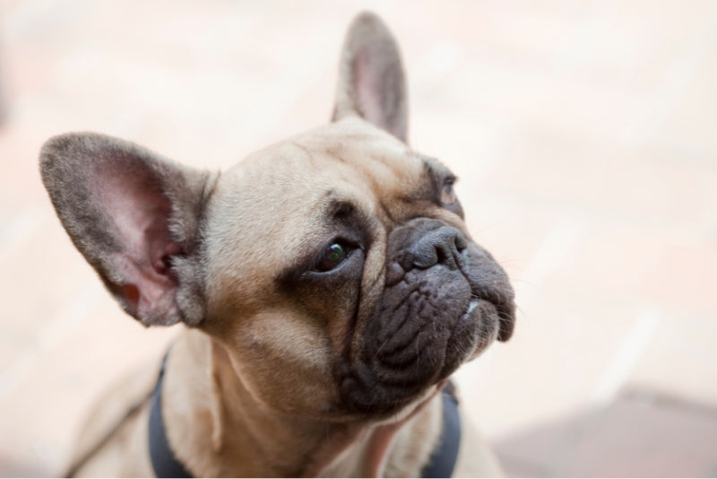 10 Reasons Not to Get a French Bulldog: A Comprehensive Look