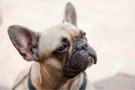 10 Reasons Not to Get a French Bulldog: A Comprehensive Look