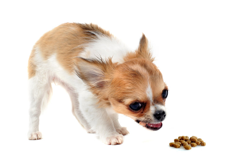 Portion Control: How Much to Feed Your Chihuahua