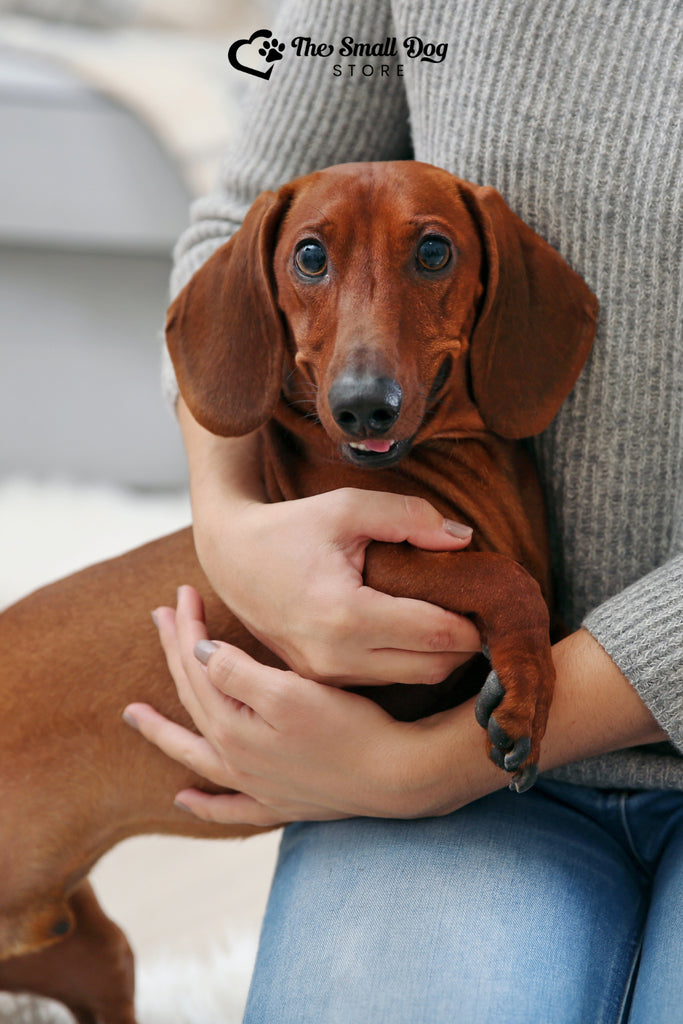 Looking for Inexpensive Gifts for Dog Lovers? Discover Our Weenie Dog Gifts Collection!