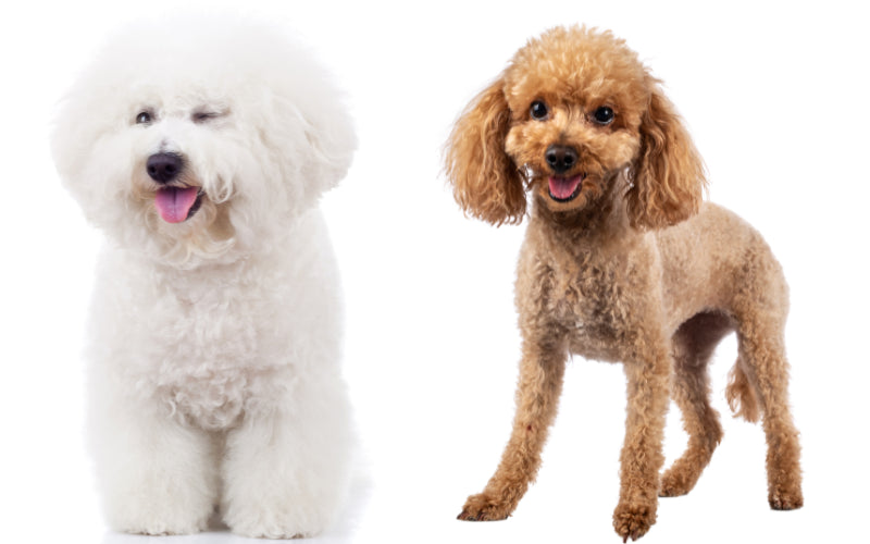 Miniature Poodle vs Bichon Frise: Unraveling the Differences