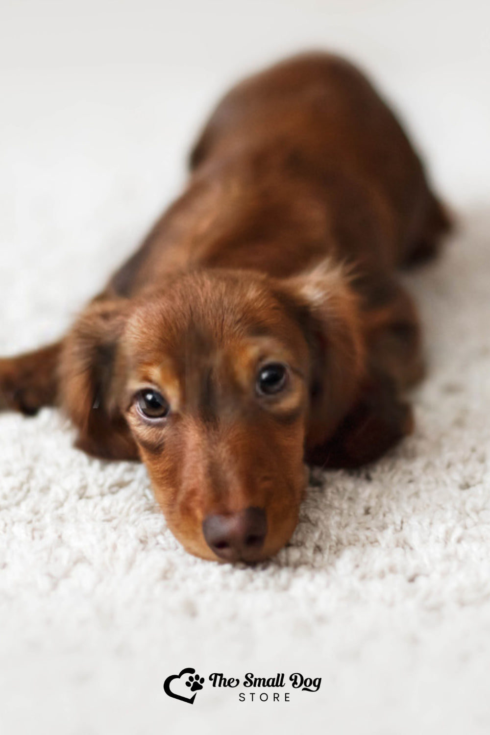 Miniature Dachshund Temperament: Your Complete Guide to Understanding These Charming Dogs