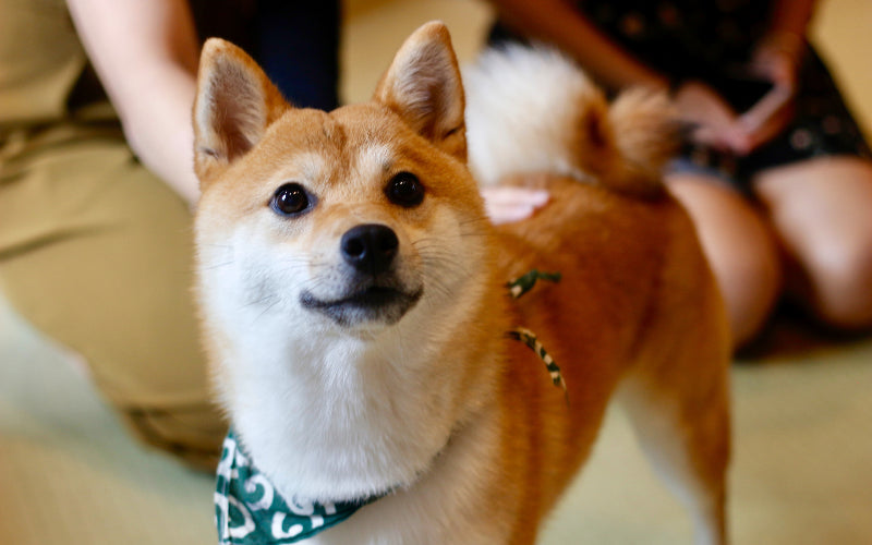 5 Peaceful Pint-Sized Pups: Calm Small Dogs That Rarely Bark