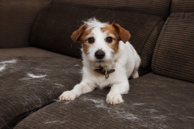 Small Dogs That Don't Shed: The Perfect Companions for a Fur-Free Home