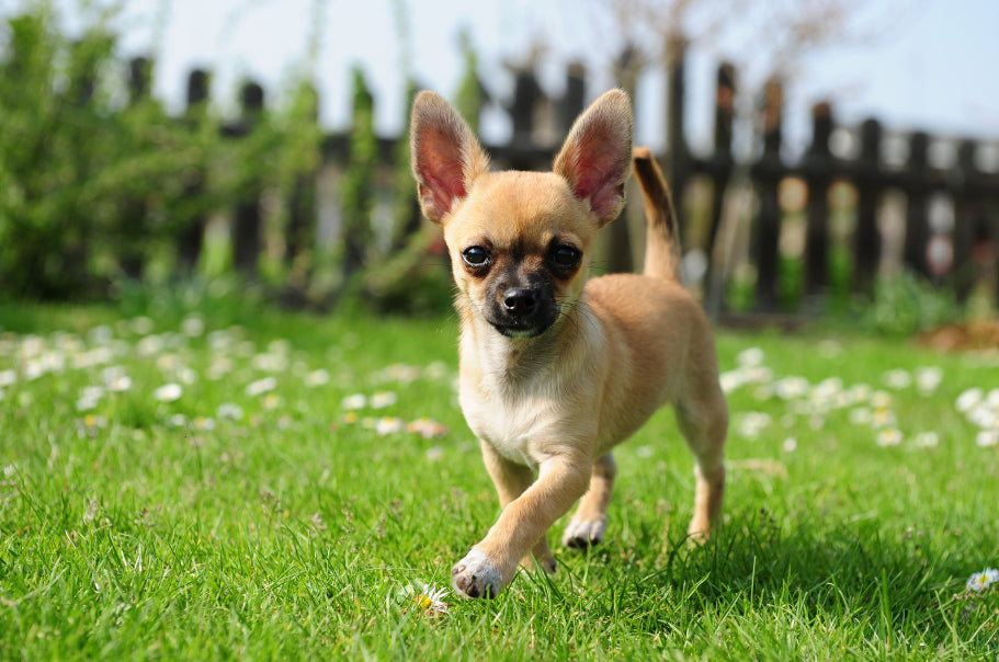 Socializing Your Chihuahua: Building Confidence and Trust