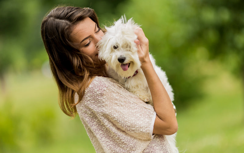 The 15 Most Popular Small Dog Breeds in America