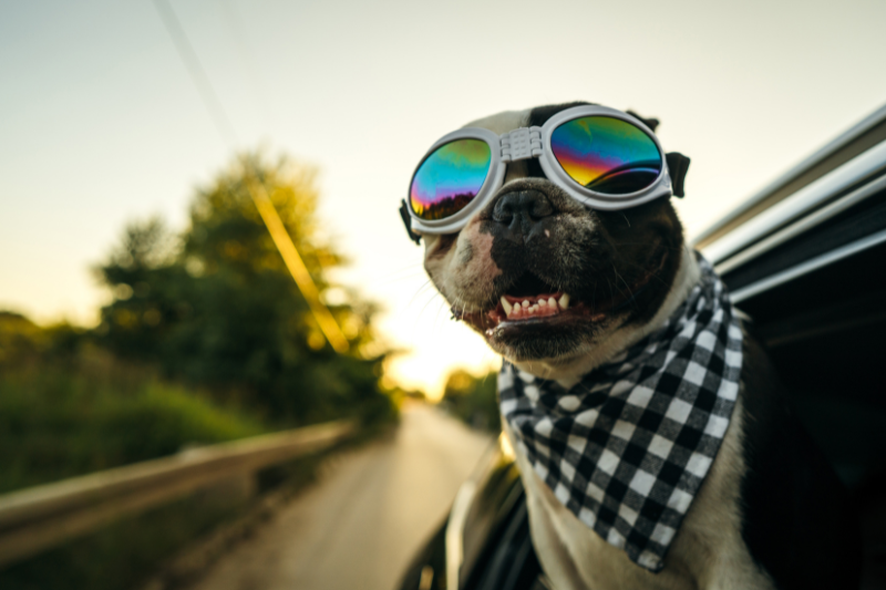 The Best Clothes For French Bulldogs