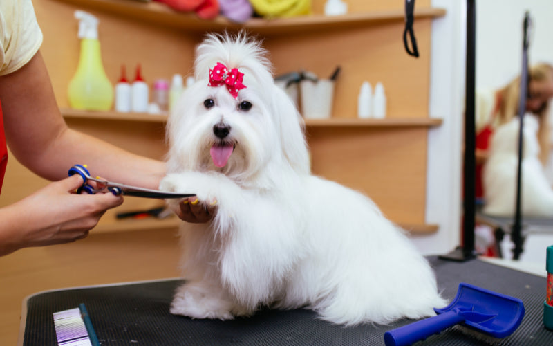 The Best Low-Maintenance Small Dog Breeds for Busy Pet Owners
