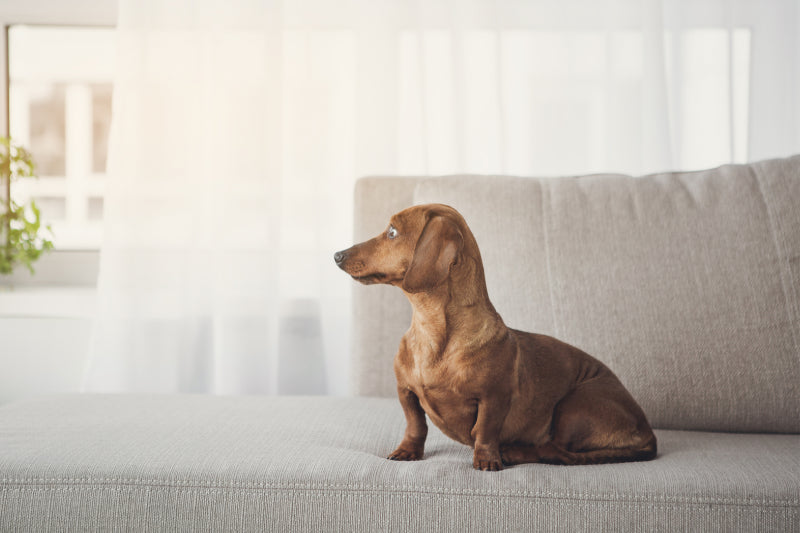 The Perfect Small Dog Breeds for Apartment Living