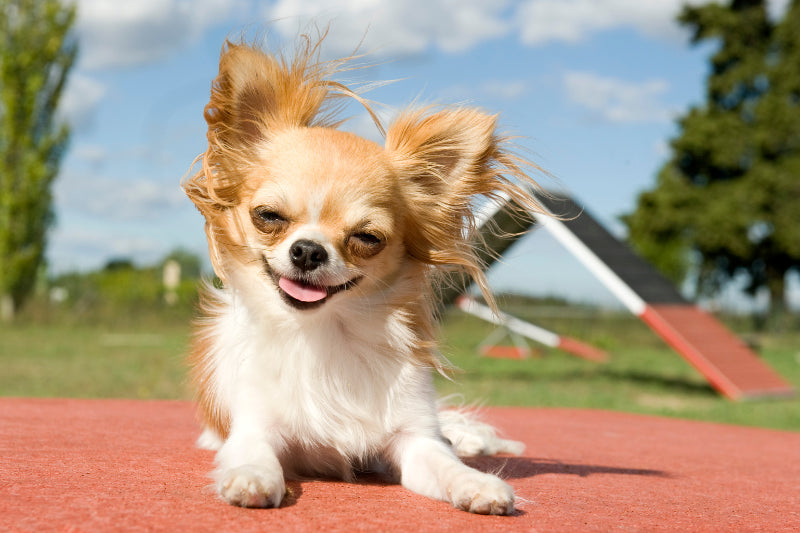The most obedient small dog breeds