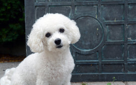 Understanding the Behavior of Bichon Frise Dogs