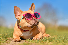 Beat the Heat: The Benefits of Cooling Vests for French Bulldogs