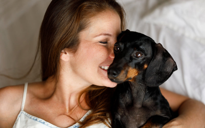 Perfect Gifts for Dachshund Lovers