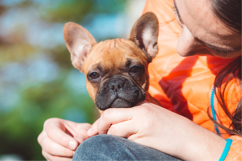The Perfect Gifts for French Bulldog Lovers