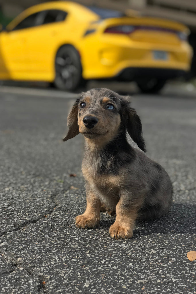 Traveling with Your Dachshund: Tips for a Stress-Free Journey