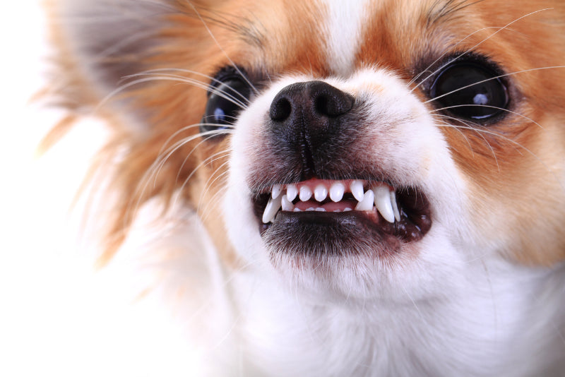 Addressing Aggressive Behavior in Chihuahuas