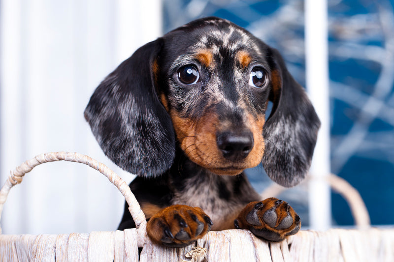 Understanding and Addressing Separation Anxiety in Dachshunds