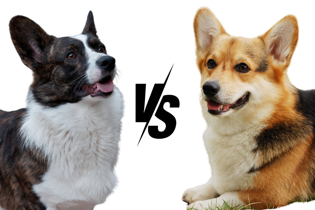 Cardigan vs. Pembroke Corgis: The Ultimate Showdown of the Short-Legged Sweethearts