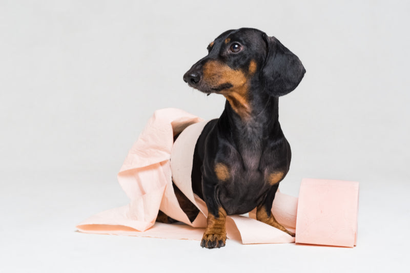 The Best and Worst Small Dog Breeds for Potty Training