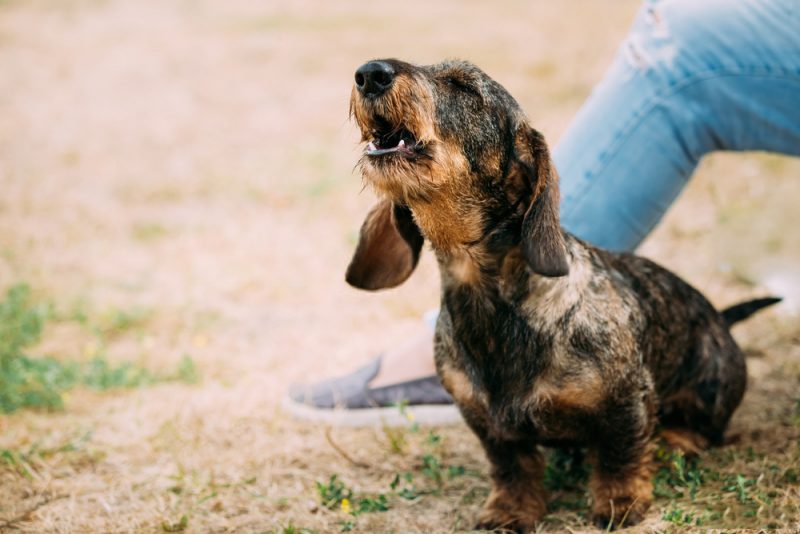 Why Dogs Howl: Decoding Your Dog's Vocalizations