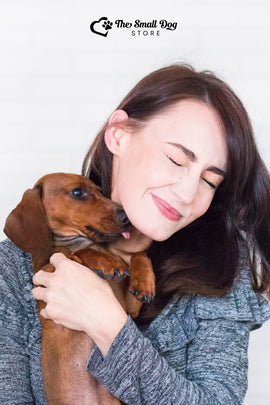 Why Do Dachshunds Lick So Much? Complete Guide (2025)