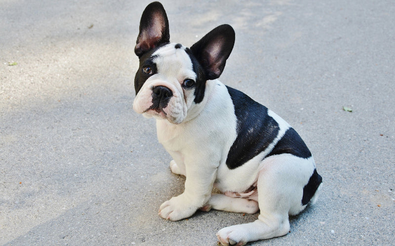 Are French Bulldogs Smart? Unveiling the Intelligence of French Bulldogs