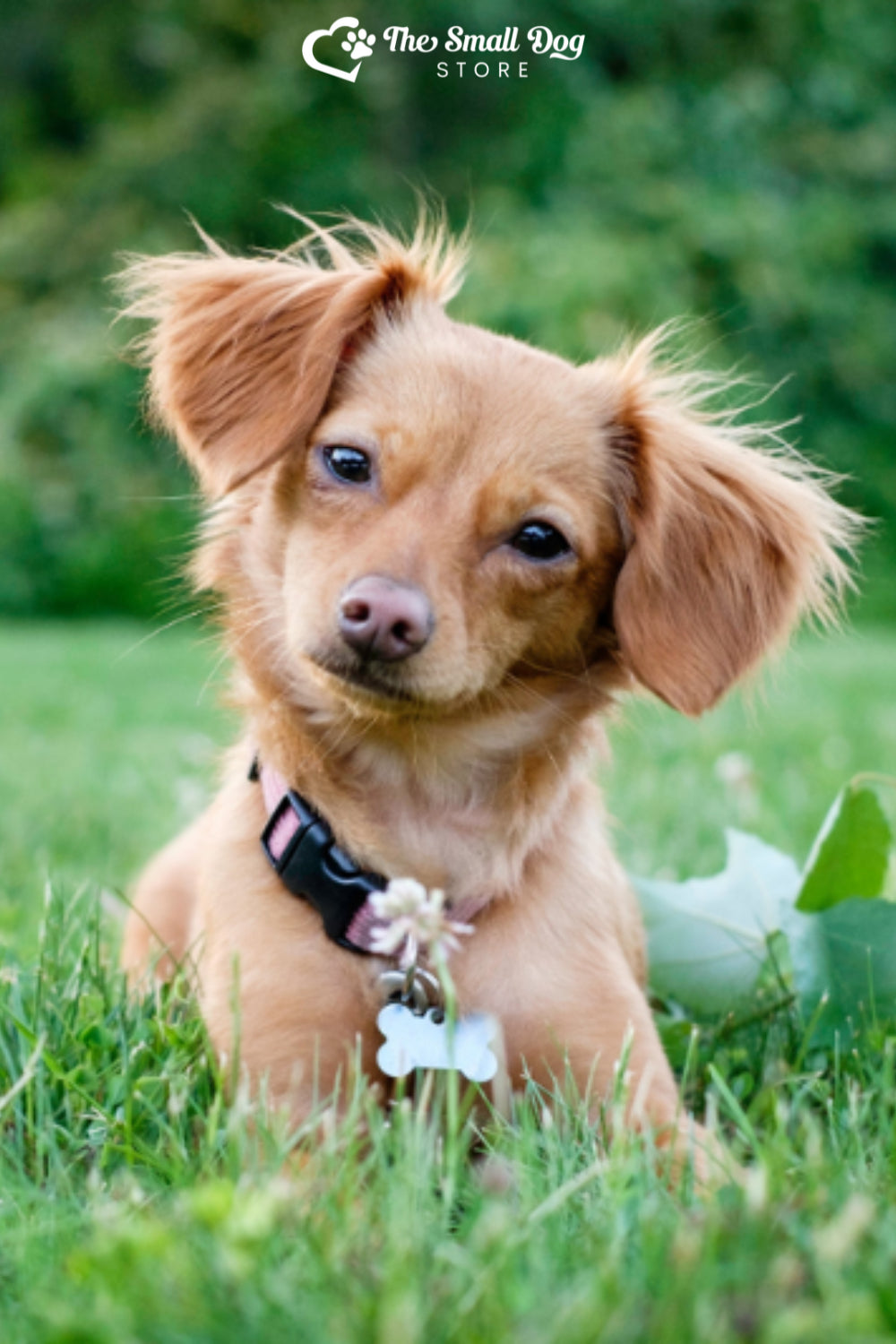 Are Chiweenies Hypoallergenic? What Allergy Sufferers Need to Know