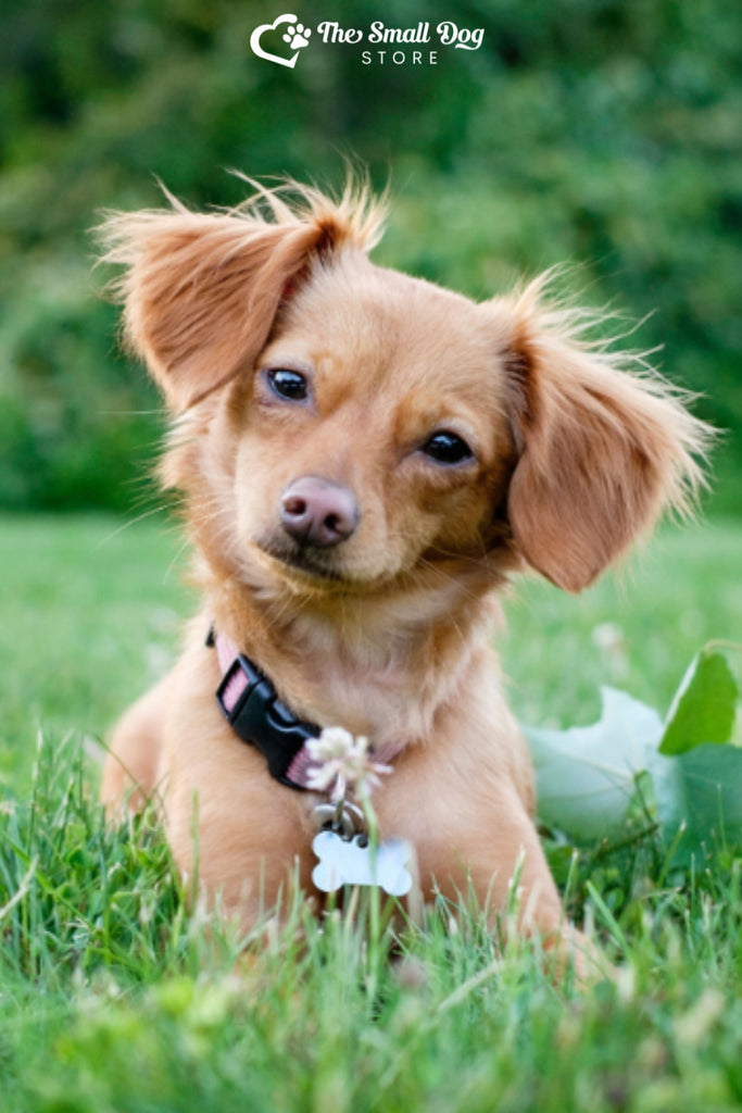 Are Chiweenies Hypoallergenic? What Allergy Sufferers Need to Know