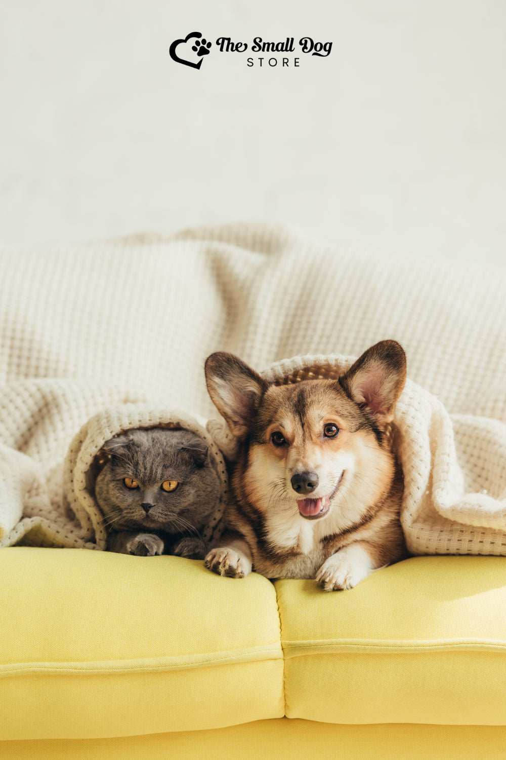 Are Corgis Good with Cats? A Complete Guide to Corgi-Cat Relationships (2025)