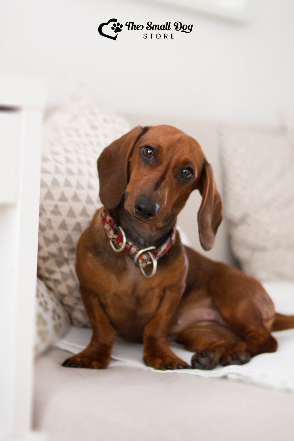 Are Dachshunds Good Apartment Dogs? The Ultimate Guide to Urban Living with Your Wiener