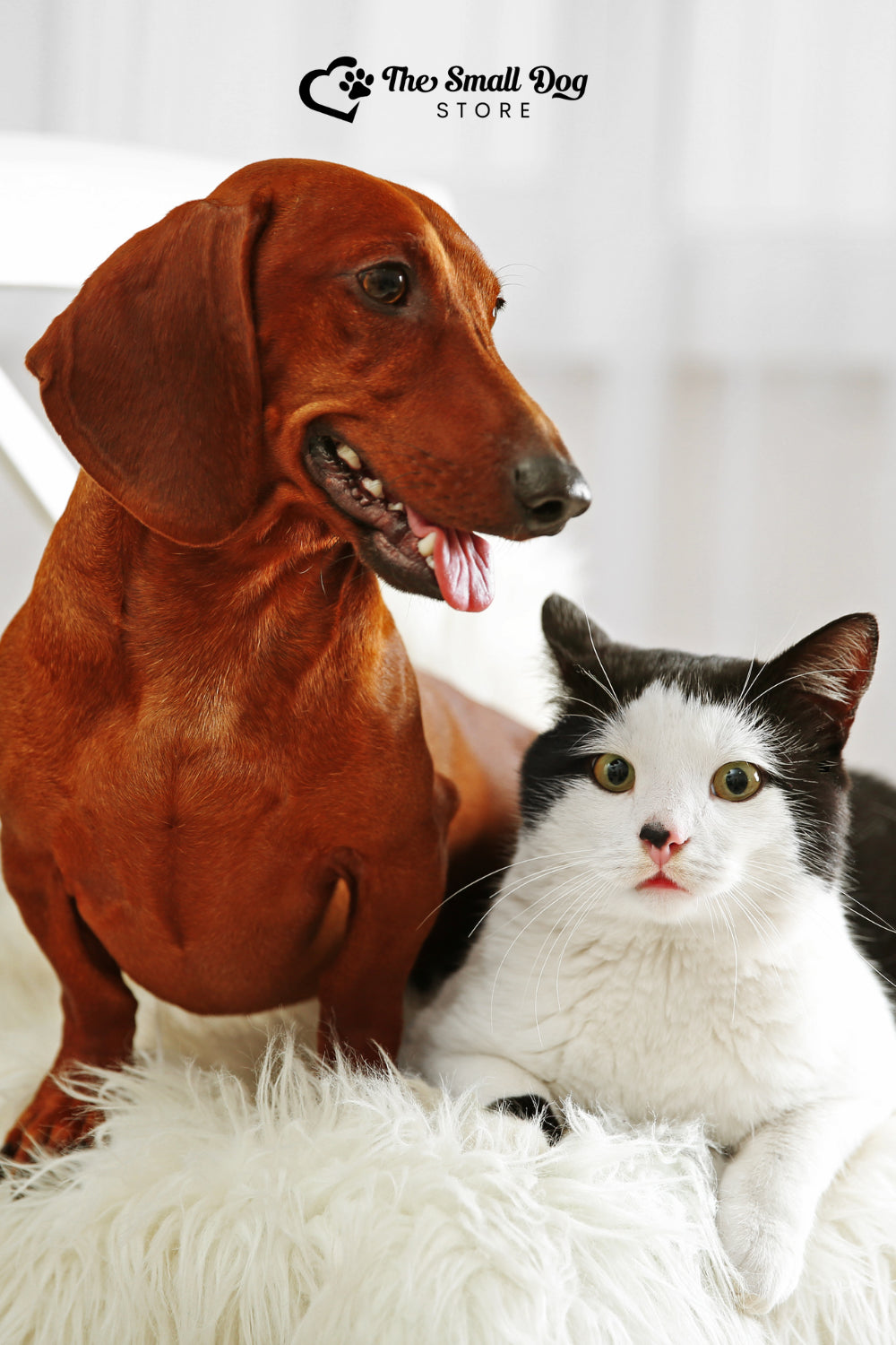 Are Dachshunds Good with Cats? The Surprising Truth About Wiener Dogs and Felines